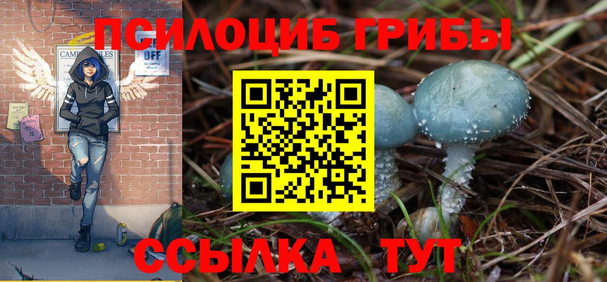 Псилоцибиновые грибы Psilocybine cubensis  как найти закладки  Новоалександровск  Псилоцибиновые грибы Psilocybine cubensis  Вход с VPN 